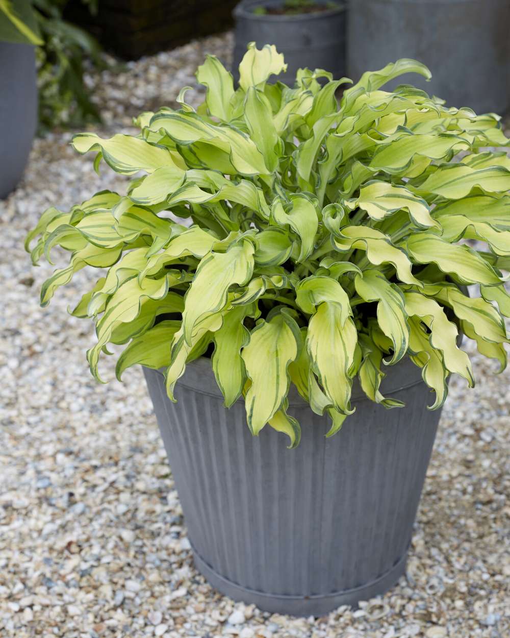 Funkia 'Gravity Rocks'